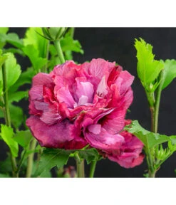 Hibiskus 'Maike' - Garten-Eibisch -Günstig Gartenbedarf 7212210 WE DE 001 HibiscusSyriacusMaikeGarteneibisch