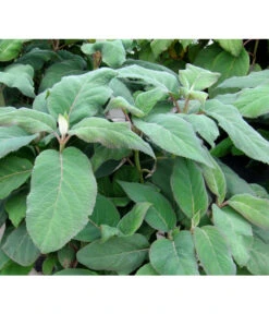 Samthortensie 'Macrophylla' -Günstig Gartenbedarf 7220312 BildFS 001 SamthortensieMacrophyllaHydAspMacrophylla