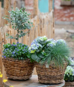 Eukalyptus, Stämmchen -Günstig Gartenbedarf 7222003 WE MO 001 HortensienBlauBlaubluehendeStraeucher