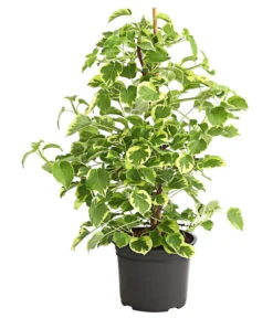 Kletter-Hortensie 'Miranda' - Hydrangea