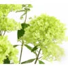 Rispen-Hortensie 'Magical Summer' -Günstig Gartenbedarf 7225535 WE DE 001 HortensieHydrangeaMagicalSummer5LDehnerExpressHerzig