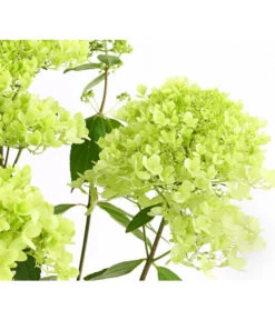 Rispen-Hortensie 'Magical Summer'