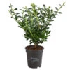 Japanische Stechpalme 'Glory Gem' -Günstig Gartenbedarf 7234198 WE FS 001 BergIlexGloryGemT9