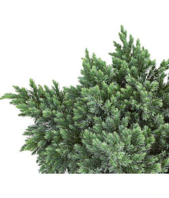 Schuppen-Wacholder 'Blue Star' -Günstig Gartenbedarf 7253826 PR DE 001 JuniperusBlueStar3LDehnerExpressHerzig