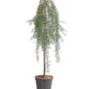 Japanische Hänge-Lärche 'Stiff Weeper' -Günstig Gartenbedarf 7261605 WE FS 001 LarixLaercheStiffWeeper60Stamm5LDehnerExpressHerzig