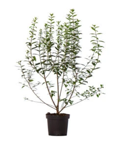 Günstig Gartenbedarf -Günstig Gartenbedarf 7265457 WE FS 002 LigustrumovalifoliumLiguster17Meter