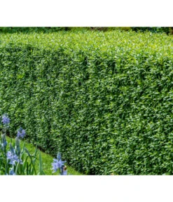 Günstig Gartenbedarf -Günstig Gartenbedarf 7266174 WE MO 001 Liguster 1