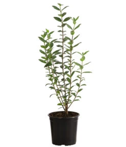 Günstig Gartenbedarf -Günstig Gartenbedarf 7266513 PR FS 003 LigustrumAtrovirens1MeterDehnerExpressHerzig