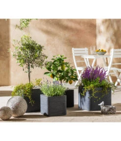 Lavendel 'Royal Blue' -Günstig Gartenbedarf 7296874 WE MO 001 MediterranOliveZitroneFeige
