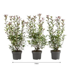 1 Meter Purpur-Glanzmispel 'Carre Rouge', 3 X Ca. 60 Cm