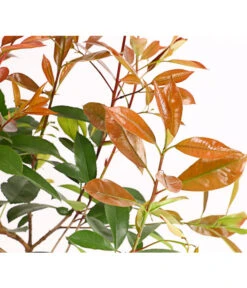 Purpur-Glanzmispel 'Red Robin' -Günstig Gartenbedarf 7305626 WE DE 001 PhotiniaGlanzmispelRedRobin2LDehnerExpressHerzig