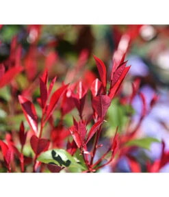 Purpur-Glanzmispel 'Red Robin' -Günstig Gartenbedarf 7305816 WE MO 001 PhotiniaRedRobinDehnerExpressHerzig