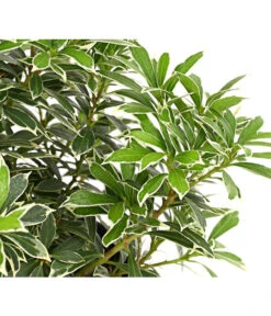 Dehner Schattenglöckchen, Japanische Lavendelheide 'Little Heath'