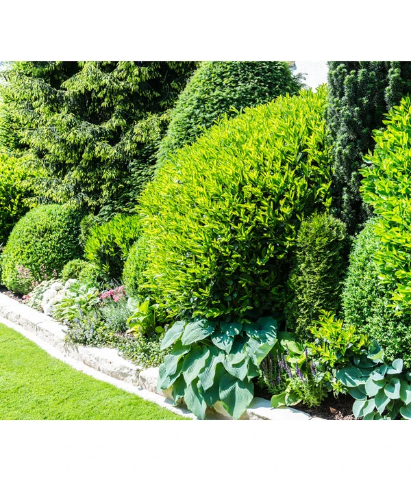 Kaukasischer Kirschlorbeer 'Caucasica' 4 Kaukasischer Kirschlorbeer 'Caucasica' - Image 2