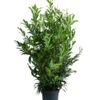 Kirschlorbeer 'Herbergii' -Günstig Gartenbedarf 7360340 WE FS 001 PrunusLaurocerasusHerbergiiKirschlorbeer15L