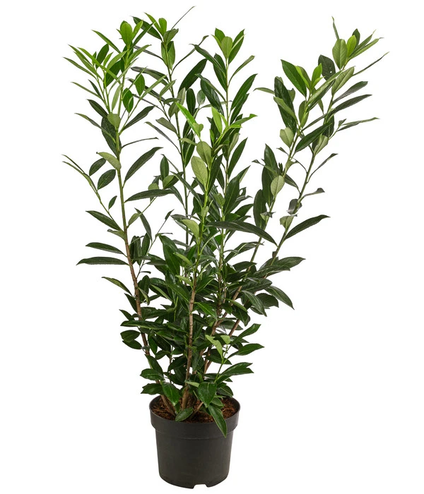 Kaukasischer Kirschlorbeer 'Caucasica' 3 Kaukasischer Kirschlorbeer 'Caucasica'