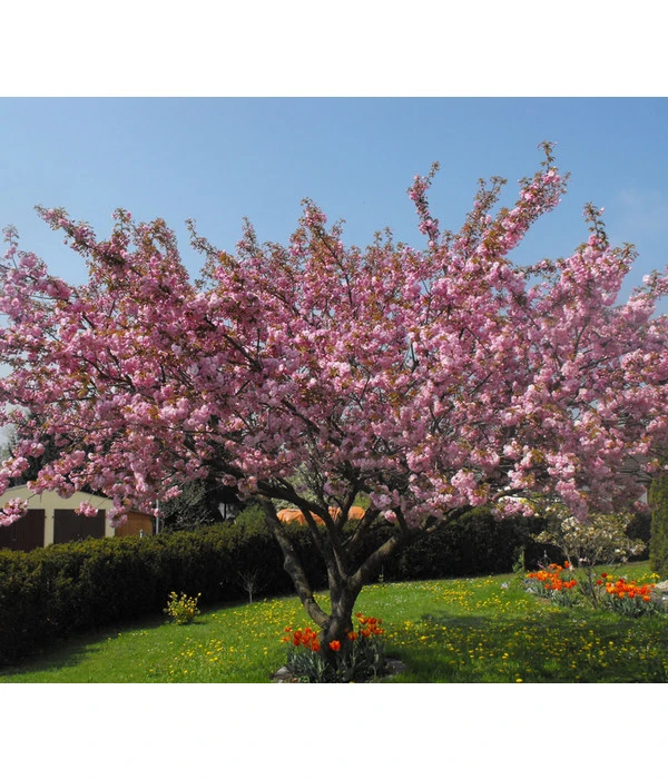 Nelken-Kirsche 'Kanzan' 5 Nelken-Kirsche 'Kanzan' - Image 3