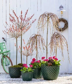 Dehner Keramik-Topf Elite -Günstig Gartenbedarf 7464738 8816498 6705461 WE MO 001 KaetzchenweideStaengelprimelTopfElite