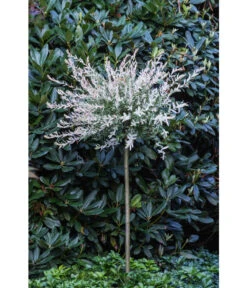 Harlekin-Weide 'Hakuro-Nishiki' -Günstig Gartenbedarf 7464969 PR MO 001 SalixIntegraHakuroNishiki