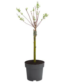 Harlekin-Weide 'Hakuro-Nishiki' -Günstig Gartenbedarf 7465149 WE FS 001 SalixIntegraHakuroNishikiHarlekinweide2L
