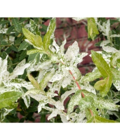 Zwerg-Weidenstämmchen 'Hakuro Nishiki' -Günstig Gartenbedarf 7465248 WE MO 001 HarlekinWeideZierWeideHakuroNishikiSalixNishikiSt