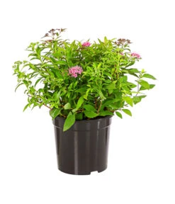 Japanischer Spierstrauch 'Genpei' -Günstig Gartenbedarf 7484561 PR FS 051 SpiraeaGenpeiWeissRosaDehnerExpressHerzig