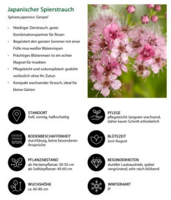 Japanischer Spierstrauch 'Genpei' -Günstig Gartenbedarf 7484561 WE IG 001 JapanischerSpierstrauch