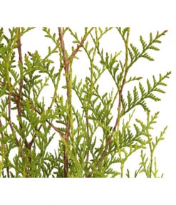7 Meter Lebensbaum 'Brabant', 20 X Ca. 100-125 Cm -Günstig Gartenbedarf 7511009 WE DE 001 LebensbaumThujaOccidentalisBrabant3L 1