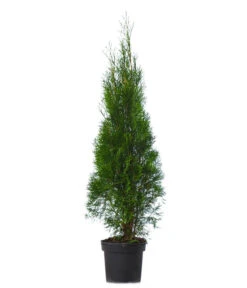 Günstig Gartenbedarf -Günstig Gartenbedarf 7512551 WE FS 002 ThujaOccidentalisSmaragdLebensbaum13Meter
