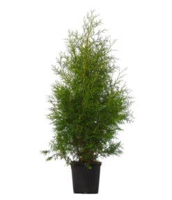 Günstig Gartenbedarf -Günstig Gartenbedarf 7512635 WE FS 002 LebensbaumBrabantThujaOccidentalis13Meter