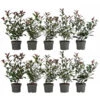2-3 Meter Purpur-Glanzmispel 'Carre Rouge', 10 X Ca. 35 Cm -Günstig Gartenbedarf 7517691 WE FS 001 PhotiniaCarreRouge2m