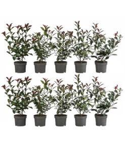 2-3 Meter Purpur-Glanzmispel 'Carre Rouge', 10 X Ca. 35 Cm