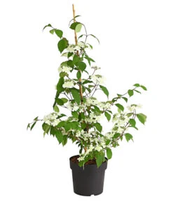 Schneeball 'Kilimandjaro Sunrise' -Günstig Gartenbedarf 7533524 WE FS 001 ViburnumPlicatumImmergruenerSchneeballKilimandjaroSunrise3LDehnerExpressHerzig