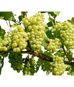 Bestseller 5 Dehner Gourmet Garten Tafeltraube 'Palatina'