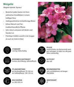 Weigelie 'Styriaca' -Günstig Gartenbedarf 7542418 WE IG 001 Weigelie