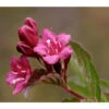 Weigelie 'Styriaca' -Günstig Gartenbedarf 7542491 WE DE 001 WeigelieStyriacaPixabayK2