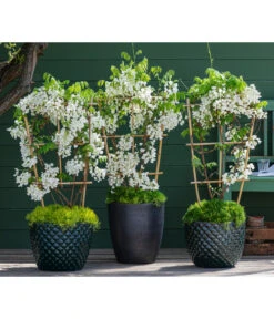 Dehner Keramik-Topf Elite -Günstig Gartenbedarf 7542905 8007429 6705461 WE MO 001 WisteriaWeiss