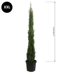 XXL Säulen-Zypresse, Ca. 200-220 Cm -Günstig Gartenbedarf 7550734 WE BG 001 SaulenzypresseXXL