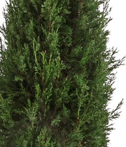 XXL Säulen-Zypresse, Ca. 200-220 Cm -Günstig Gartenbedarf 7550734 WE DE 001 SaeulenZypresseXXL