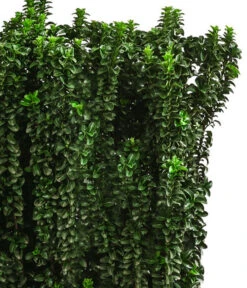 Japanischer Spindelstrauch 'Benkomasaki', Ca. 100-120 Cm -Günstig Gartenbedarf 7550809 WE DE 001 EuonymusBenkomasaki