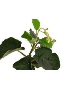 Kiwi 'Solo' 7 Kiwi 'Solo' -Günstig Gartenbedarf 7600448 WE DE 001 KiwiSolo