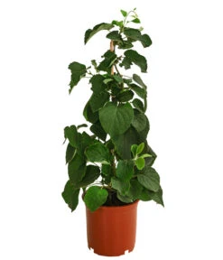 Kiwi 'Solo' 6 Kiwi 'Solo' -Günstig Gartenbedarf 7600448 WE FS 001 KiwiSolo