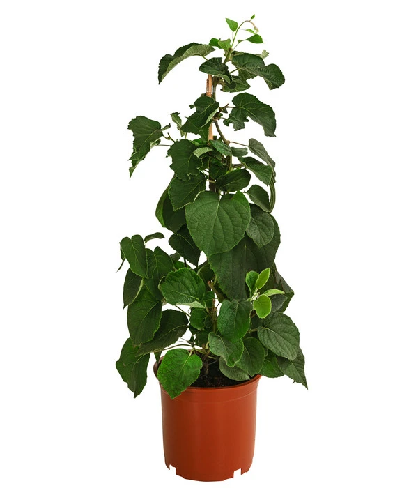 Kiwi 'Solo' 4 Kiwi 'Solo' - Image 2