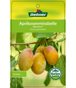 Dehner Aprikosenmirabelle 'Aprimira' -Günstig Gartenbedarf 7600851 AprikosenmirabelleAprimira Etikett 1