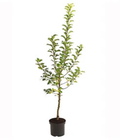 Herbstapfel 'Alkmene' 5 Herbstapfel 'Alkmene' -Günstig Gartenbedarf 7602980 PR FS 001 ApfelAlkmeneBusch95LiterDehnerExpressHerzig