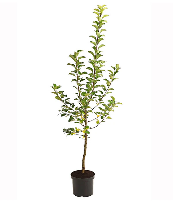 Herbstapfel 'Alkmene' 4 Herbstapfel 'Alkmene' - Image 2