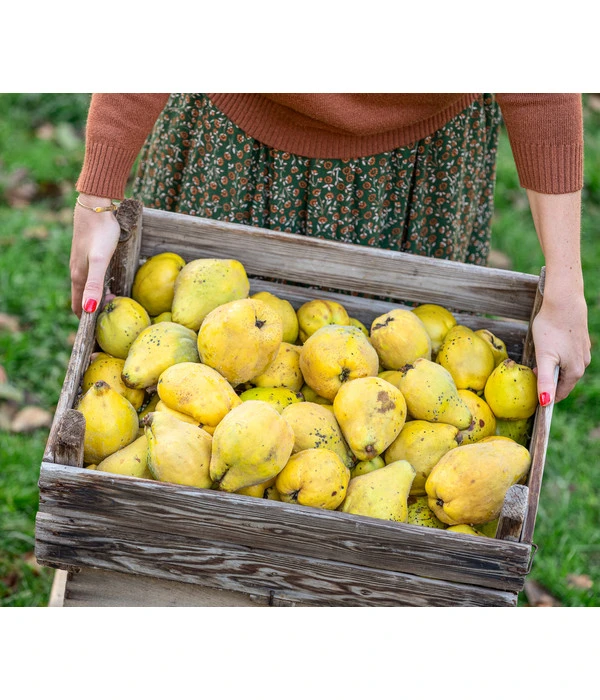 Birnenquitte 6 Birnenquitte - Image 4