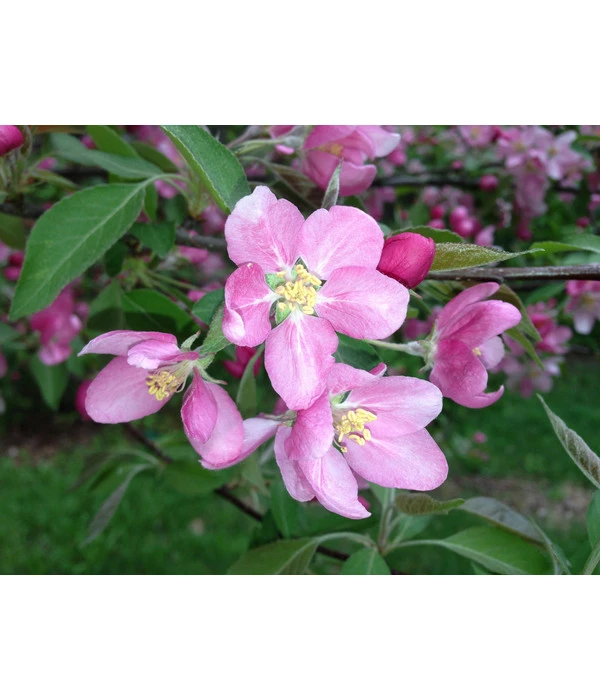 Rotfleischiger Apfel 'Baya Marisa' 6 Rotfleischiger Apfel 'Baya Marisa' - Image 4