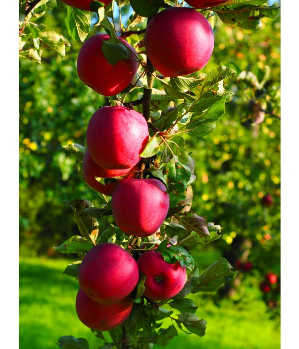 Rotfleischiger Apfel 'Baya Marisa' 4 Rotfleischiger Apfel 'Baya Marisa' - Image 2