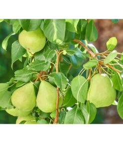 Zwergbirne 'Luisa' -Günstig Gartenbedarf 7611999 WE DE 003 PyrusZwergbirneBirnePixabay